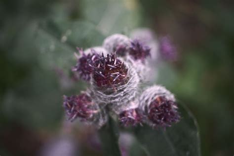 Wallpaper Flower Purple Petal Herbaceous Plant Flowering Plant