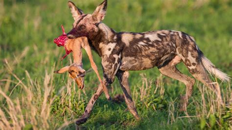 Pregnant Impala Hunted And Killed By Wild Dogs Video