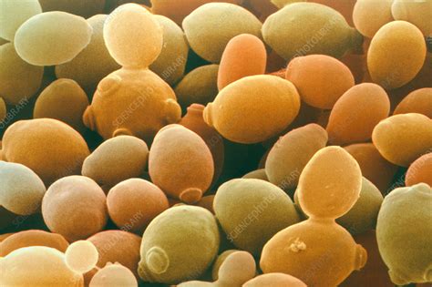 Yeast Saccharomyces Cerevisiae Stock Image B2500808 Science