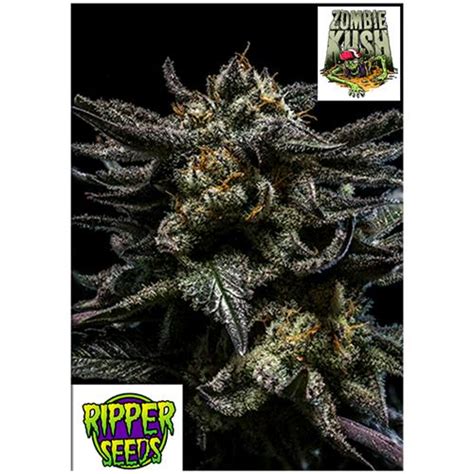 Collectable Seeds Feminized Seeds Ripper Seeds Ripper Seeds Zombie Kush 1 Seed Idrogrow