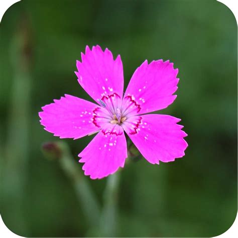 Maiden Pink Dianthus Deltoides Plug Plants Cumbria Wildflowers