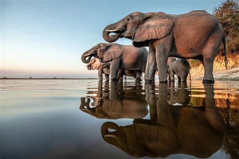 The Chobe National Park Botswana Chobe River Photo Safari