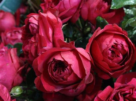 Red Pierre De Ronsard 6ft Weepingstandard Rose Potted Roses Victoria