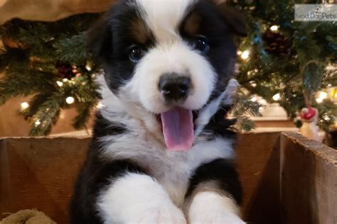 If you are looking to adopt or buy a aussie take a look here! Ryder: Australian Shepherd puppy for sale near Knoxville, Tennessee. | 82c5ee57-2881