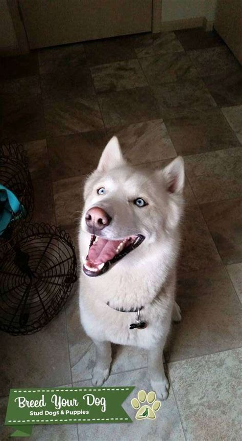 White Siberian Husky Stud Dog In Wisconsin The United States Breed