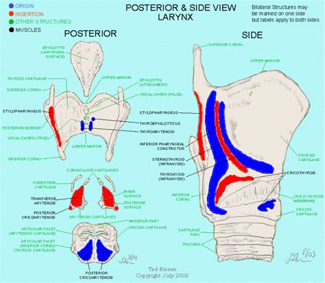 Muscle Bone Attachments