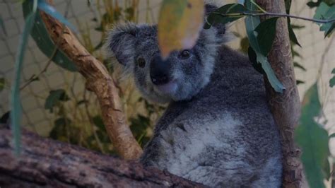 Australia Bushfires Meet The Koalas Lucky To Be Alive After