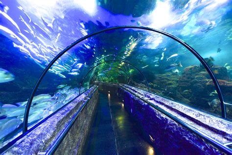 √info Lengkap Seaworld Harga Tiket 2023 Wahana Alamat Aquarium
