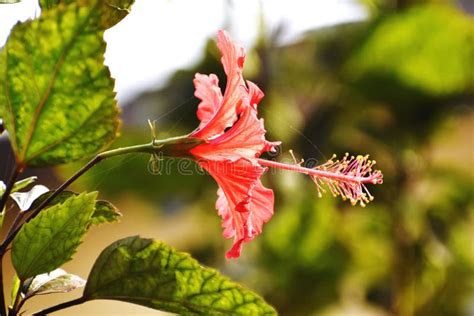 Red Hibiscus Flower Bloomed In My Garden Stock Photo Image Of Shrub