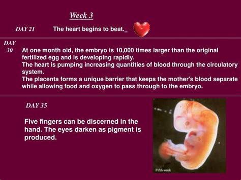 Ppt Development Stages Of A Pregnancy Powerpoint Presentation Free My