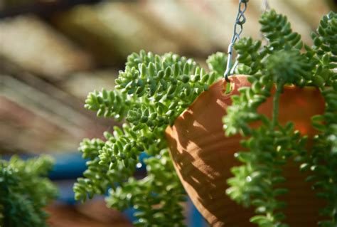 5 Best Hanging Succulent Varieties That Are Must Haves In Your Garden