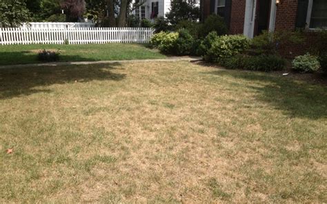 Soil wetting agents won't do a great deal on their own to repair a damaged saint augustine lawn, but they are a minor element in the entire picture towards good lawn health. Dry Weather/Drought Advice - Lawntech