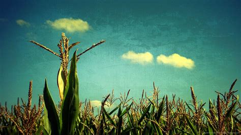 Cornfield Wallpapers Wallpaper Cave