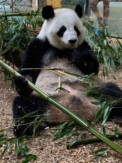 Panda Updates Wednesday September 18 Zoo Atlanta