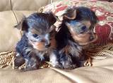 Find puppies in your area and helpful tips and info. Yorkie Poo Puppies For Sale Near Me Craigslist - Pets Lovers