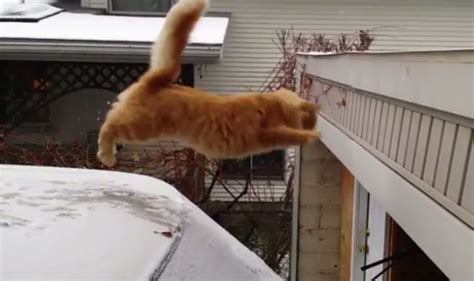 Funniest Cats Jump Fail Compilation