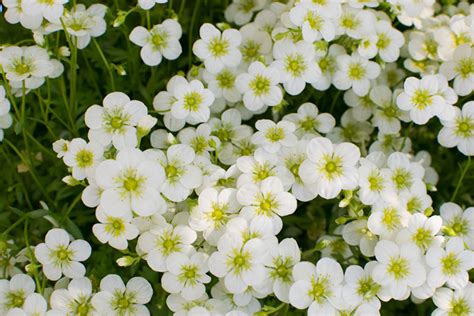 10 Beautiful White Flowering Perennials Garden Lovers Club