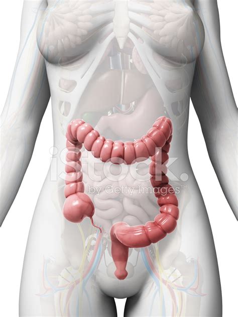 In mammals, this section of the gastrointestinal tract extends from the cecum to the rectum. Human Colon Stock Photos - FreeImages.com