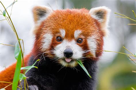 Wallpaper Red Panda Protruding Tongue Leaf Wildlife Animal Hd