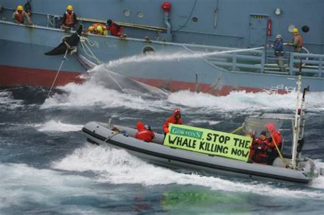 Japanese Whaling Launches Consumer Boycotts And A Union Blackban Indybay