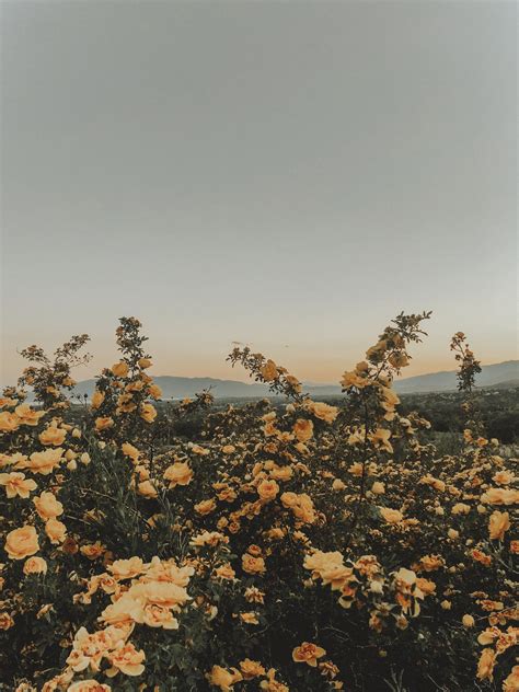 Peachy Skies Yellow Flower Wallpaper Nature Wallpaper Aesthetic