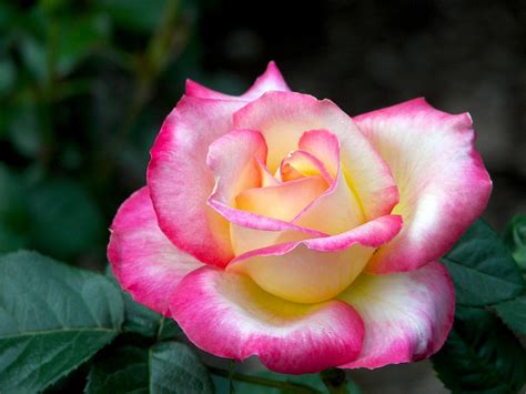 Rose Multi Colored Rose At The Wyckoff Gardens Pedro Flickr