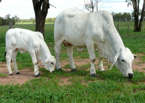 Heritage cattle company is home to many national and international brahman champions. Gir Brahman Cattle / Gir Cow High Resolution Stock Photography And Images Alamy : Here you can ...