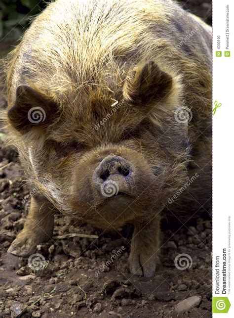 Kuna Kuna Pig Stock Photo Image Of Rest Kuna Animal 4390190