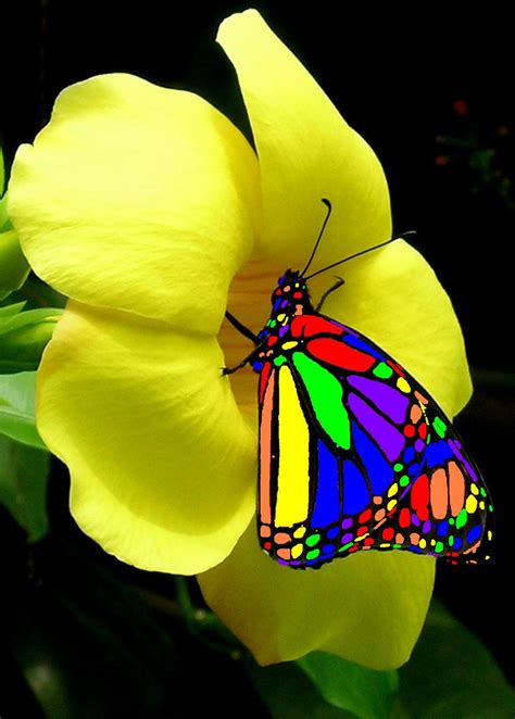 Rainbow Butterfly By Madappy On Deviantart