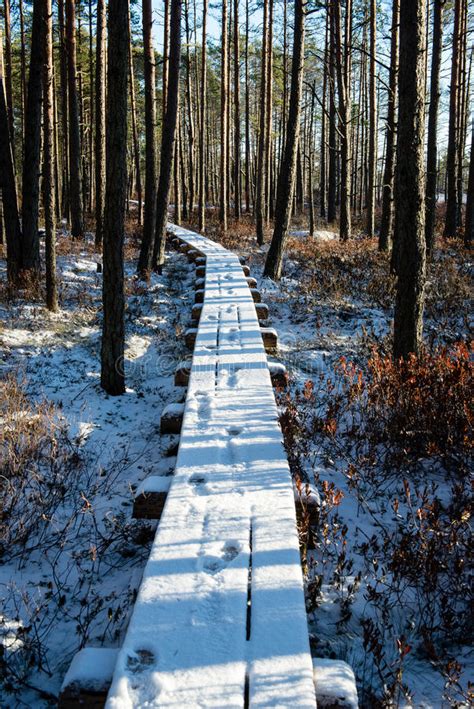 Tourist Hiking Trail In Woods In Winter Stock Image Image Of Cold