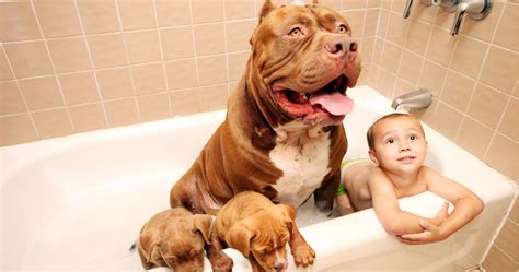 The World S Biggest Pitbull Is Now A Father And Our Hearts Are Melting [photos]