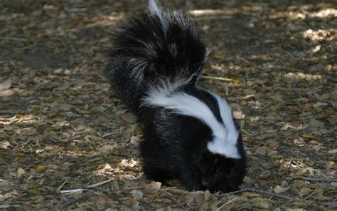 Tips On How To Get Rid Of Skunks On Your Property Animal Control