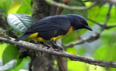 Recent Rains Tragedy And Rare Birds In Costa Rica Costa Rica Living