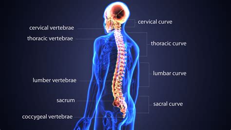 Spine Health Tips JOI Jacksonville Orthopaedic Institute