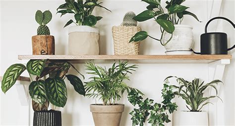 Top Air Cleaning Indoor Plants