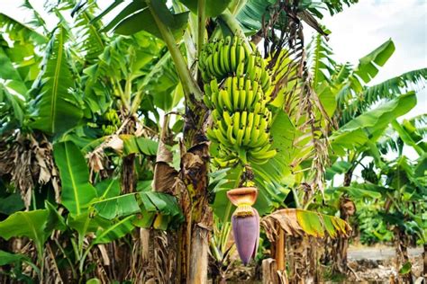 Optimizing Banana Orchard Management A Month By Month Maintenance