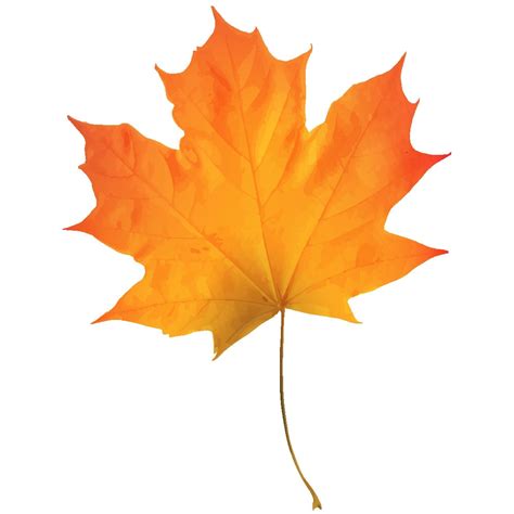 Realistic Maple Leaf Isolated On White Background 2450639 Vector Art At