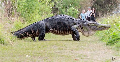 Giant Alligator Measuring 12 Feet Long Spotted In Florida