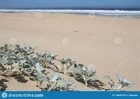 Beach Plants On A Wide Sandy Beach In Plettenberg Bay By The Indian