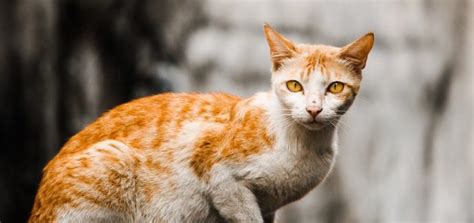 Feral Cats And What We Do About Them Faunalytics