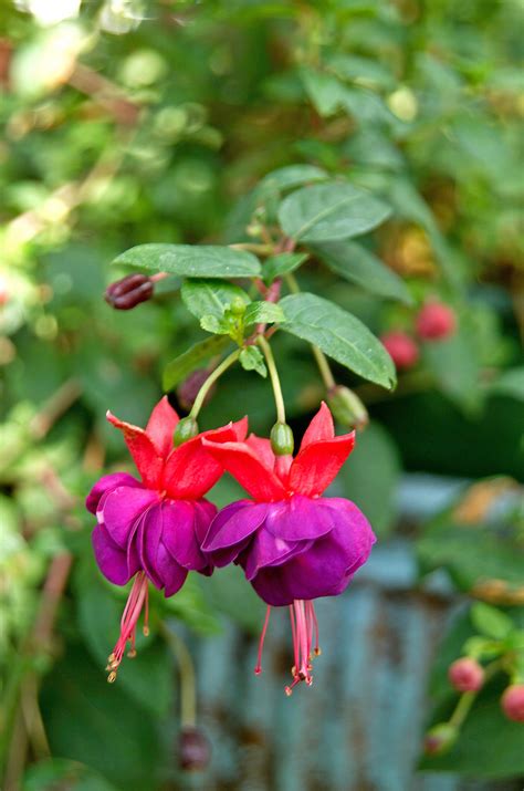 These plants are great for adorning indoor spaces, or brightening those shady areas in your yard. Top Annual Flowers to Grow in the Shade | Better Homes ...