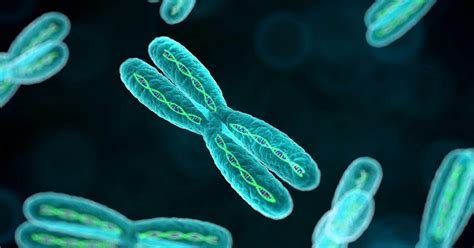 Las Partes De Los Cromosomas Caracter Sticas Y Funciones