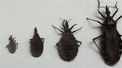 Kissing Bug Brings Deadly Parasite To Tri State