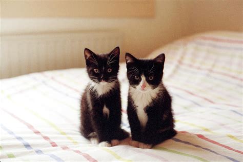 Two Black And White Kittens Photograph By Ineke Kamps Fine Art America