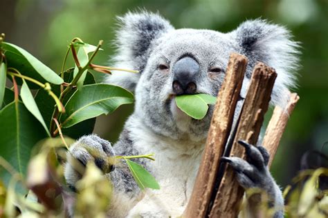 Lone Pine Koala Sanctuary Hours Tickets For Brisbane S Wildlife Park