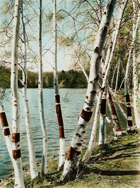 Birch Trees Pictures Download Free Images On Unsplash