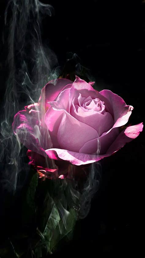 50 beautiful flower meanings that will surprise you. the rose | Flowers, Beautiful flowers, Rose