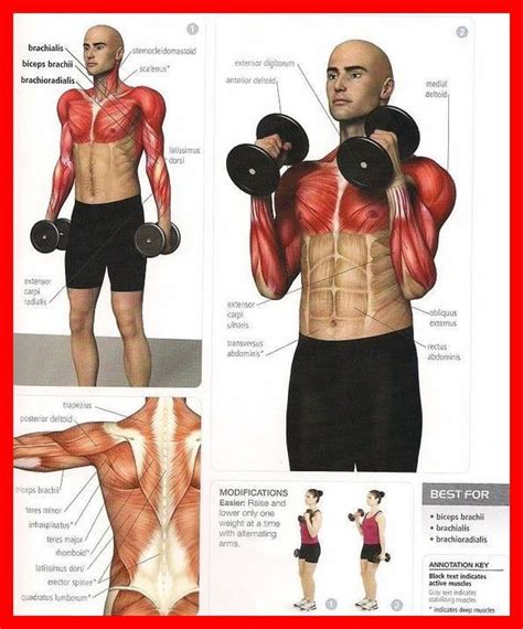 Biceps Exercises Healthy Fitness Workout Training Arms Bicep Golf