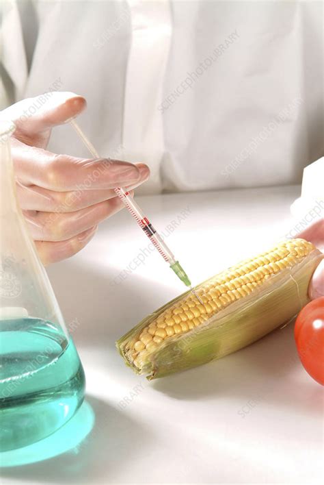 Genetic Modification Of Maize Stock Image G2600122 Science Photo