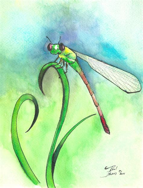 Dragonfly 8x10 Pen And Ink And Watercolor By Paul Downs